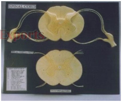 SPINAL CORD